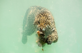 Редкие кадры: ягуар ныряет в воду за едой - «Хорошее настроение»