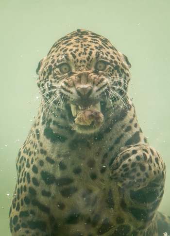 Редкие кадры: ягуар ныряет в воду за едой - «Хорошее настроение»
