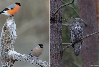 Томас Андерссон снимает красивых птиц Швеции - «Хорошее настроение»