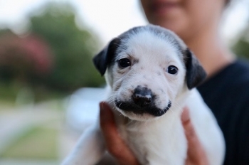Сальвадор Долли - щенок, который кого-то очень напоминает - «Хорошее настроение»