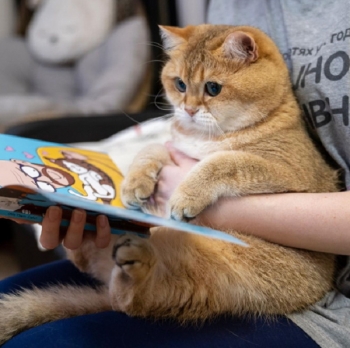 Фотожабы на позитивного кота по кличке Хосико (19 фото)