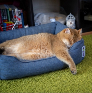 Фотожабы на позитивного кота по кличке Хосико (19 фото)