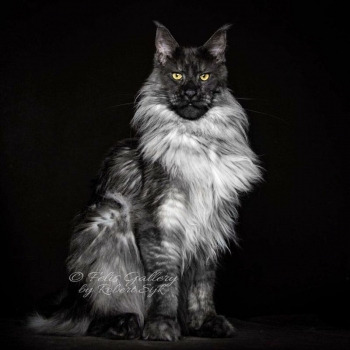 Настоящий кот для Воланда - гигантский мейн-кун с величественной мордой - «Хорошее настроение»