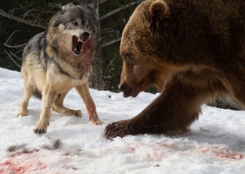 Турист стал свидетелем кровавой схватки гризли со стаей волков (8 фото)