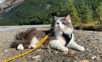 Канадский кот путешествует и ведёт свой Инстаграм - «Хорошее настроение»