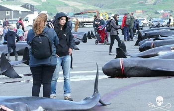 Кровавая баня на Фарерских островах: за 12 минут зарезали почти 100 китов - «Хорошее настроение»