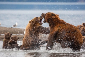 Агрессивный самец решил напасть на медвежат, и на защиту встала их мать - «Хорошее настроение»