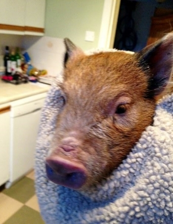 Милая история о том, как мини-пиг стал огромной свиньей и лучшим другом семьи (7 фото)