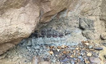В скале нашли окаменелого динозавра - «Фото»